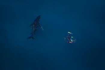 Swim with Humpback Whale and Adventure Day Tour