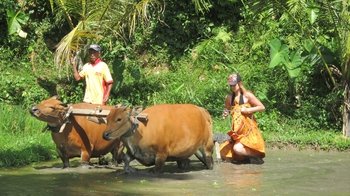 Private Full Day Bali Countryside Experience Tour