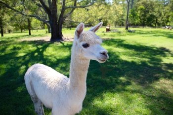 1/2 Day Animal Tour