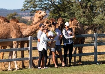Mountain Wonderland & Summer Land Camel Farm