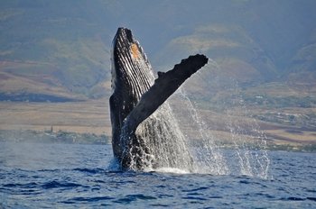 Afternoon Sail and Whale Watch