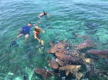 Hol Chan Marine Reserve and Shark Ray Alley Snorkeling Tour