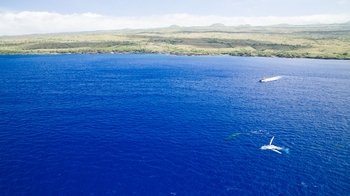 Whale Watching in Kona
