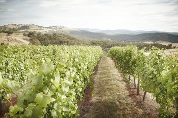 Brown Brothers Wine Discovery Day