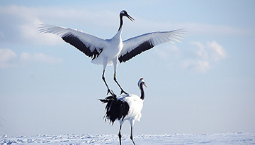 Hokkaido