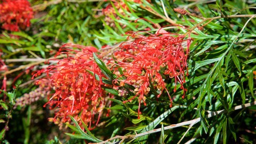 Boranup toont wilde bloemen