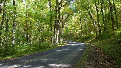 Shenandoah National Park bevat bossen
