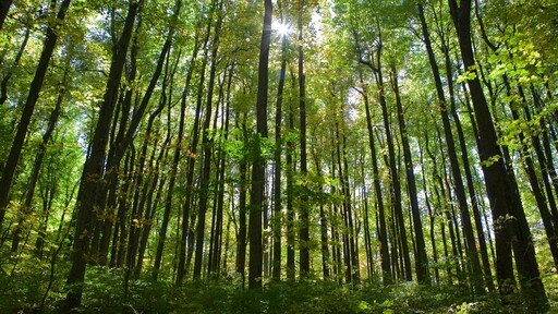 Shenandoah National Park toont bossen