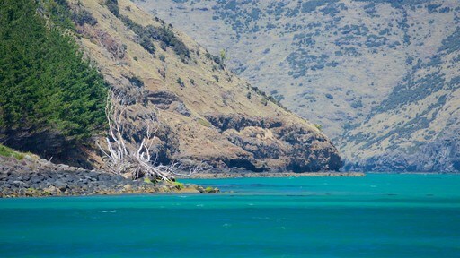 Pelabuhan Akaroa menampilkan pantai berkerikil dan pelabuhan atau dermaga