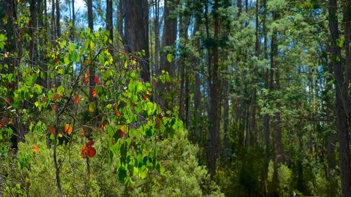 Lake St Clair National Park showing forest scenes