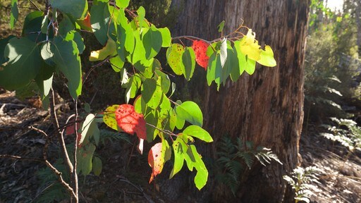 Lake St Clair National Park showing a garden