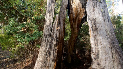Lake St Clair National Park showing a garden