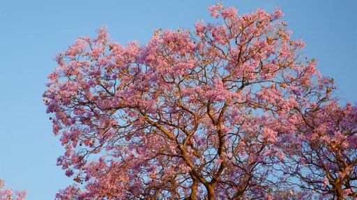 Aguascalientes que incluye flores salvajes