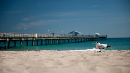 Fort Lauderdale which includes a sandy beach and landscape views