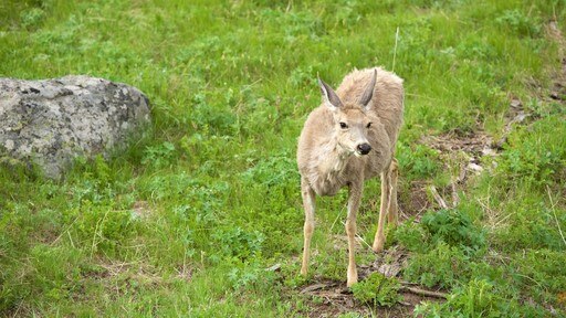 Wyoming mostrando animales terrestres