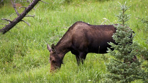 Estes Park mostrando animales terrestres