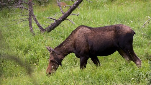 Estes Park ofreciendo animales terrestres