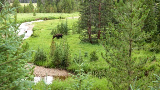 Estes Park mostrando situaciones tranquilas, animales terrestres y un río o arroyo