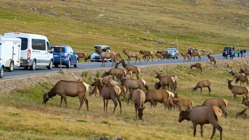 Estes Park mostrando situaciones tranquilas y animales terrestres