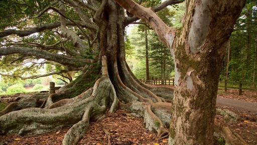 Norfolk-Insel