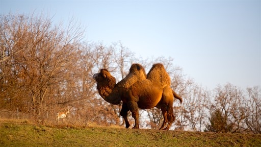 Minnesota Zoo som inkluderar zoodjur och landdjur