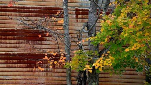 New Hampshire ofreciendo hojas de otoño
