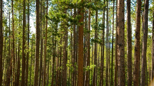Taman Nasional Grand Teton menampilkan hutan
