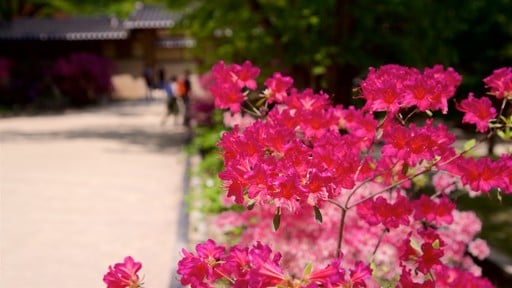 Palacio Changdeokgung ofreciendo flores salvajes
