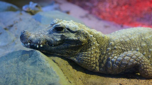 Minnesota Zoo presenterar farliga djur och zoodjur
