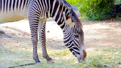 Sacramento Zoo bevat dierentuindieren en landdieren