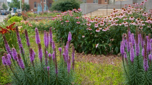 Kalamazoo showing wild flowers