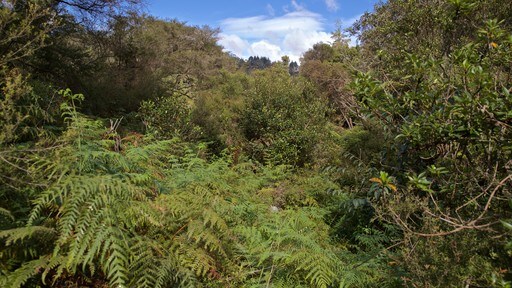Te Puia New Zealand Maori Arts and Crafts Institute showing forest scenes