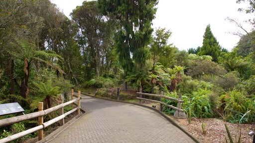สถาบันศิลปะและหัตถกรรม Te Puia New Zealand Maori แสดง สวนสาธารณะ