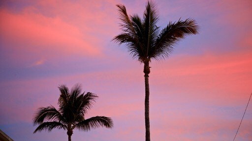 San José del Cabo ofreciendo escenas tropicales y un atardecer