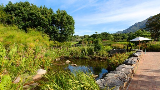 Kirstenbosch National Botanical Gardens mostrando un estanque, vistas panorámicas y un parque