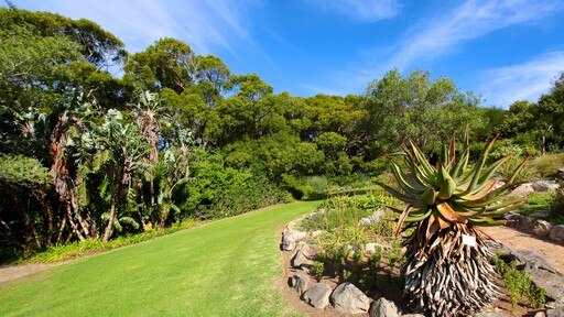 Kirstenbosch National Botanical Garden featuring forests, a garden and landscape views