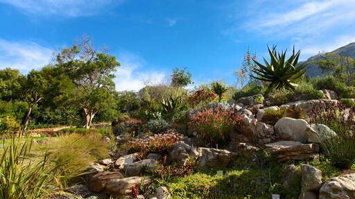Kirstenbosch National Botanical Garden which includes landscape views and a garden