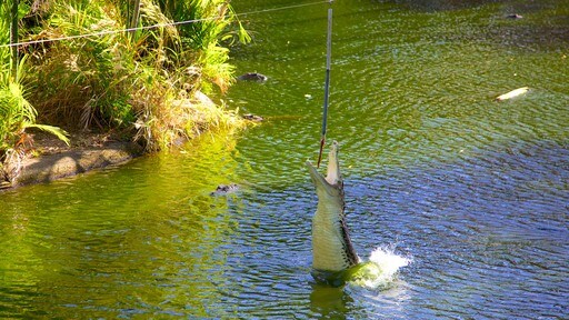 Knuckey Lagoon showing dangerous animals, a pond and zoo animals