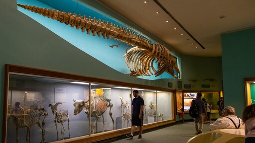 National Museum of Natural History presenterar interiörer