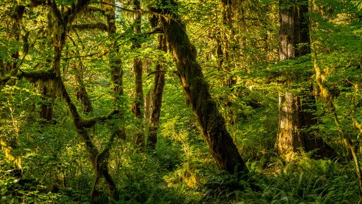 Forks which includes forest scenes