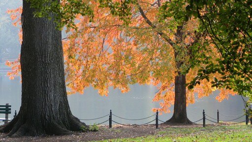 Boston inclusief herfstbladeren en een park