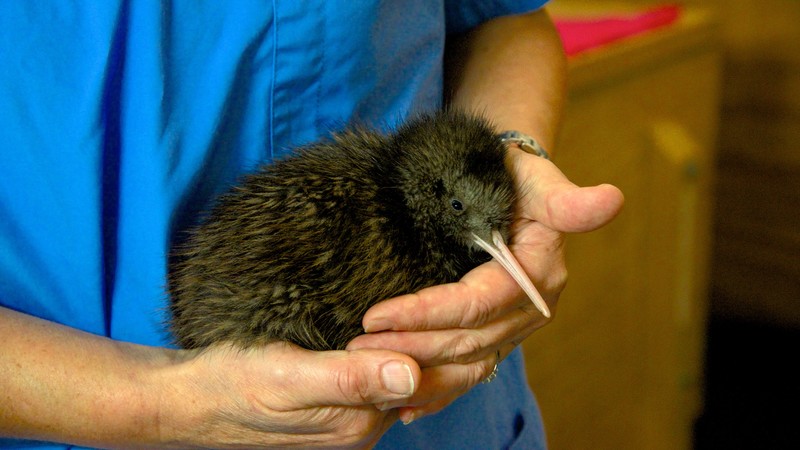 Rainbow Springs Kiwi House