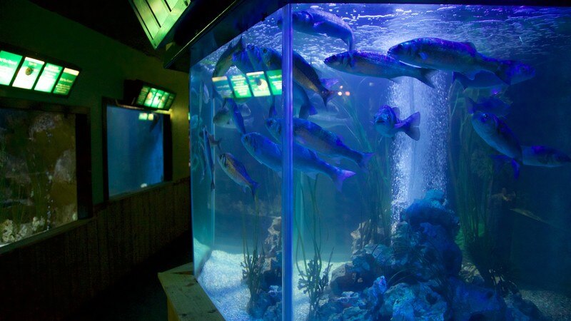 Resultado de imagen para Sea Life Sanctuaryo