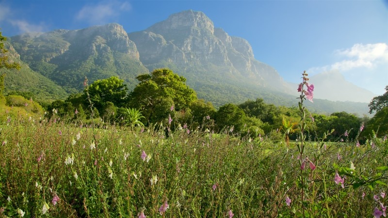 Kirstenbosch National Botanical Gardens Pictures: View Photos & Images ...