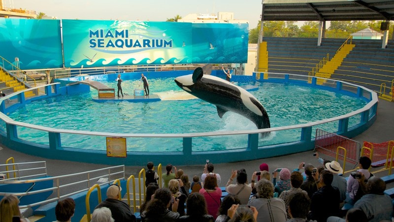 Reader Interactions Miami Seaquarium is committed to wildlife conservation, including the rescue and rehabilitation of manatees and sea turtles. Learn More Learn More Discounts & Special Offers.