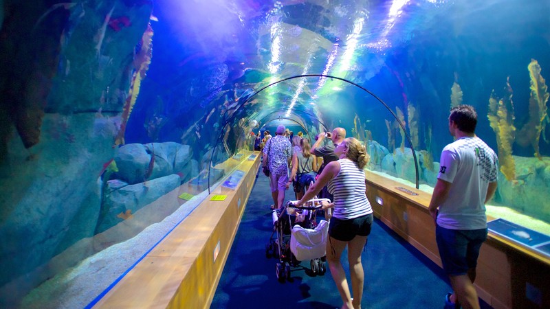 Oceanografic Aquarium Pictures: View Photos & Images of Oceanografic ...