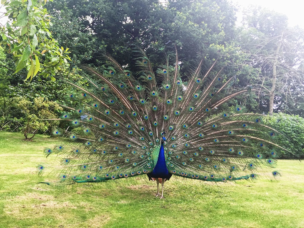 peacock-in-holland-park