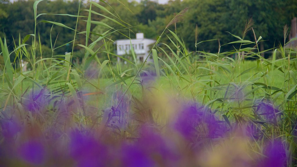 Breukelen showing flowers