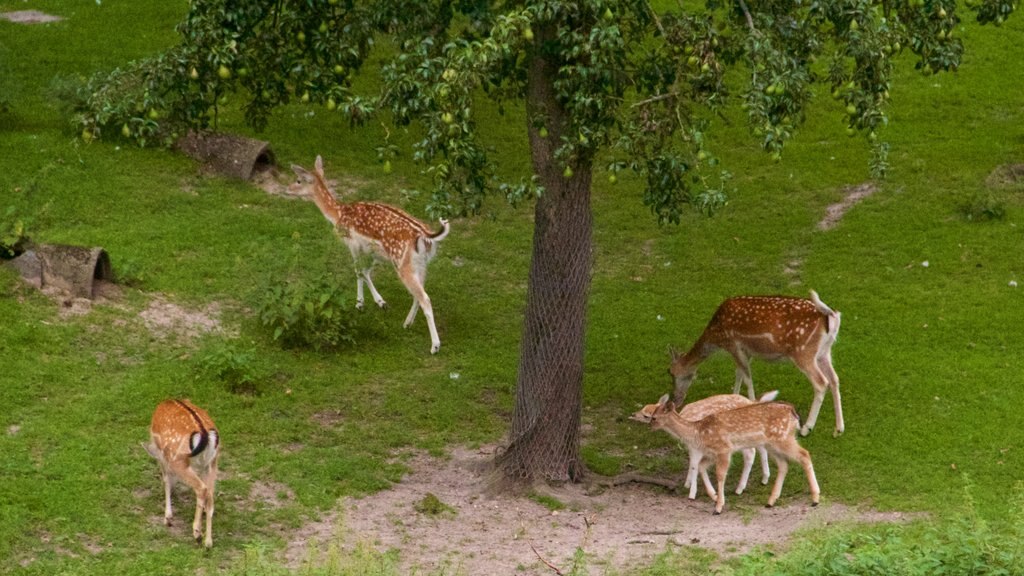 Kerkrade toont landdieren