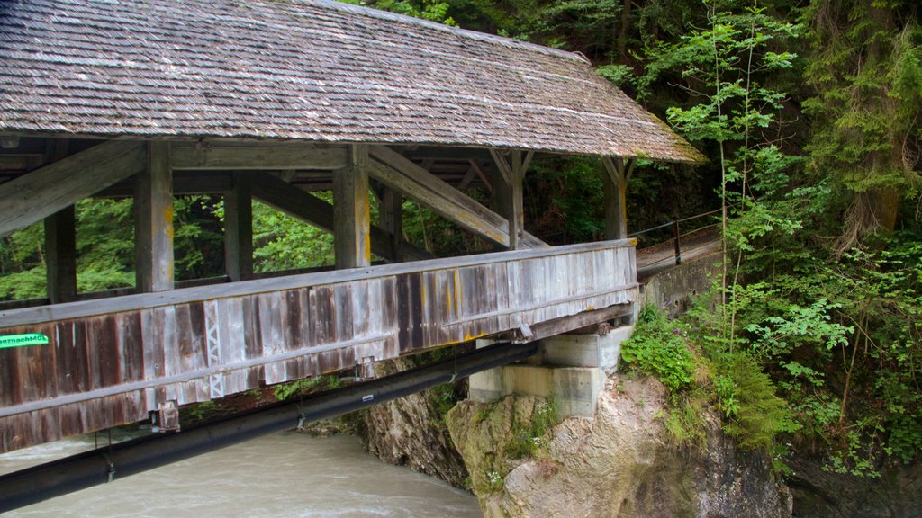 Bernese Alps showing rainforest and a bridge